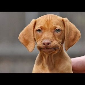 Meet your Posher, Burl